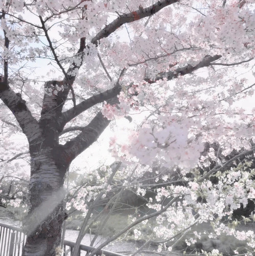 春は宜にあらず 1 一枝羊 来自小红书网页版.jpg