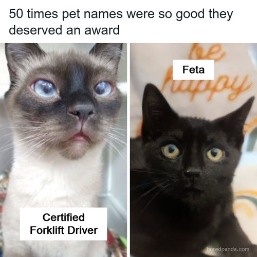 funny pet animal names.png