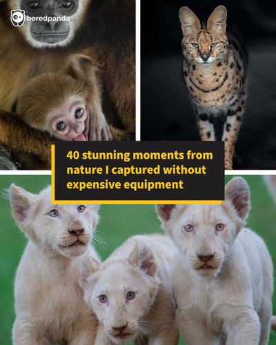 wildlife photos goran.jpg