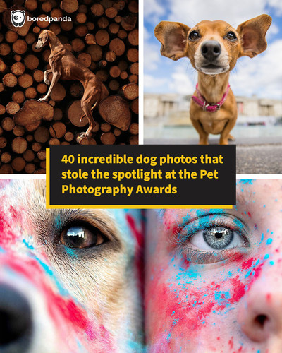 dog shots international.jpg