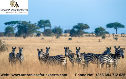 Tanzania Safari Tours By Tanzania Safari Experts.jpg