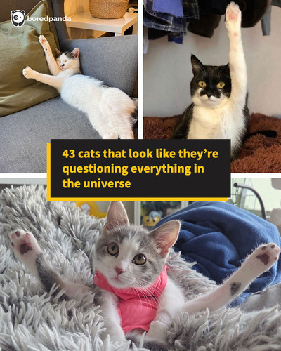 kitty has question sharing.jpg
