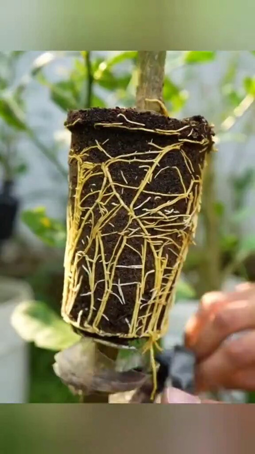 XH1rZq5 JPImeoCk.jpg