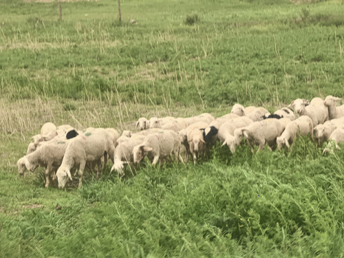 IMG 20240622 154349.jpg