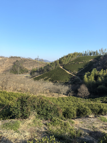 IMG 20250128 153156.jpg