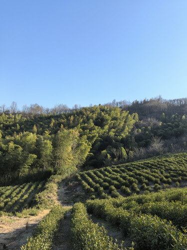 IMG 20250128 153207.jpg