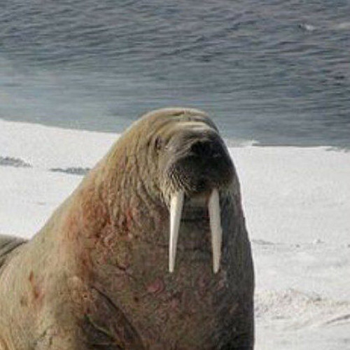 Vinokurov Serhii.jpg