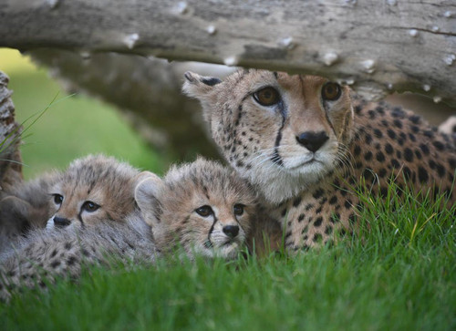 G xB2I4WwAA1RXS?format=jpg.jpg