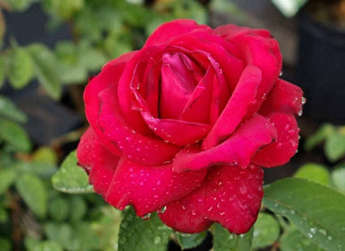 il fullxfull.1222218423 5trg.jpg