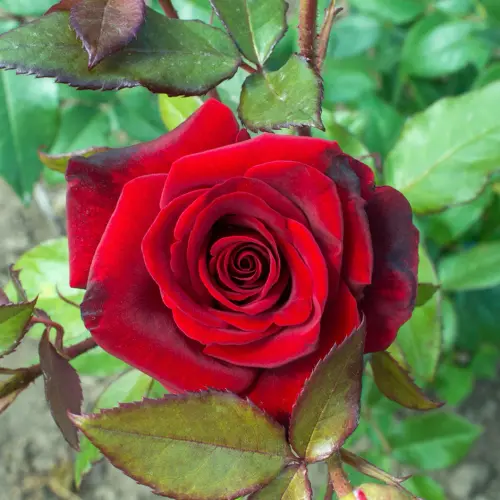 red rose seedling.webp