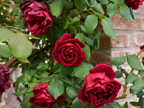 il fullxfull.3999197968 3q3v 1400x.webp