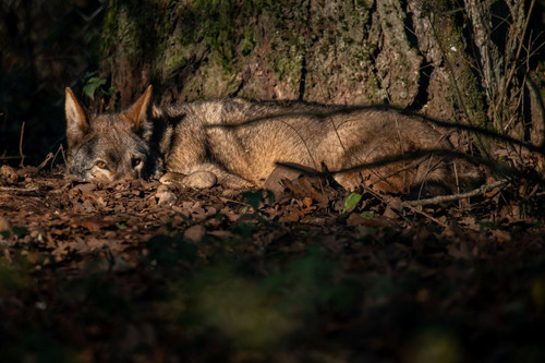 G kjR3XWUAAhDwq?format=jpg.jpg