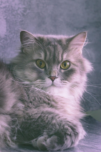 cat 1768479886 9181520.jpg