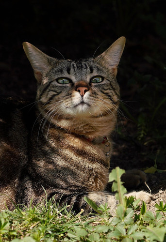 cat 1768479885 7093588.jpg