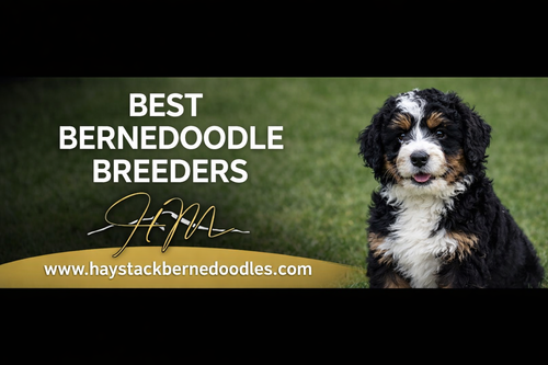 Best Bernedoodle Breeders Known for Responsible Breeding Practices.png