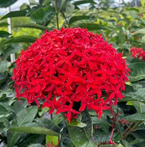 71buJKgq3cL. SL1200 .jpg