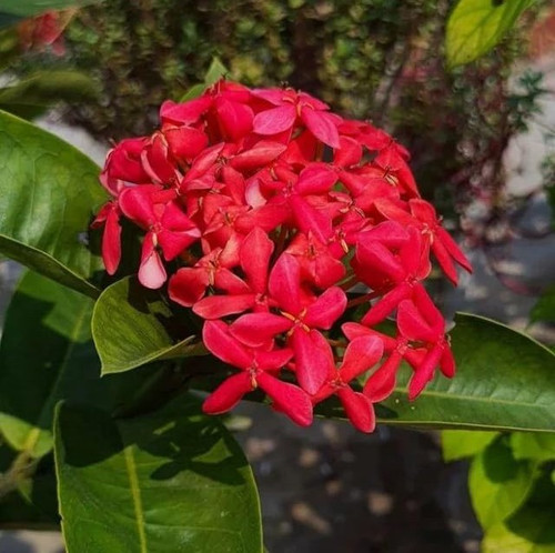 61PwGiEK8tL. SL1137 .jpg