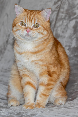 cat 1768501459 7019107.jpg