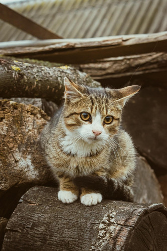 cat 1768501459 7691559.jpg