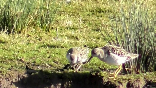 TQ0dJaPS WaPOl9F.jpg