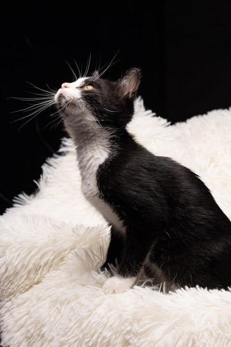 cat 1768428788 7536511.jpg