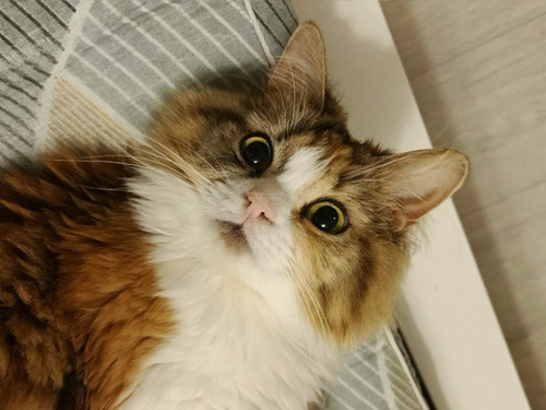 G oodYWXoAAi0ia?format=jpg.jpg