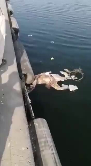 qZ2OnoLcevqMFv2V.jpg