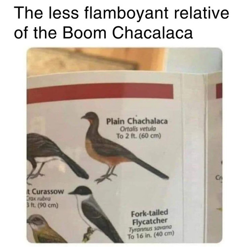 615040829 1435386804918535 4287774434985040310 n.jpg