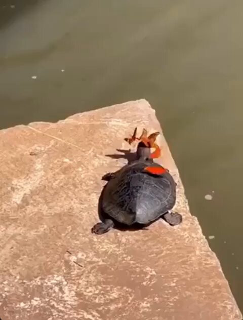 l4yFizhnjTqTt 0D.jpg