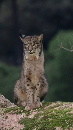 8 jtIiIX0SRMahrG.jpg