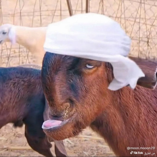 G qufXWbQAM3hWZ?format=jpg.jpg