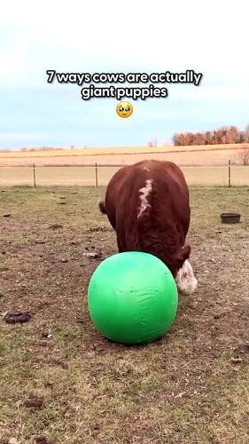 i BVb7caVP0w4Lw5.jpg