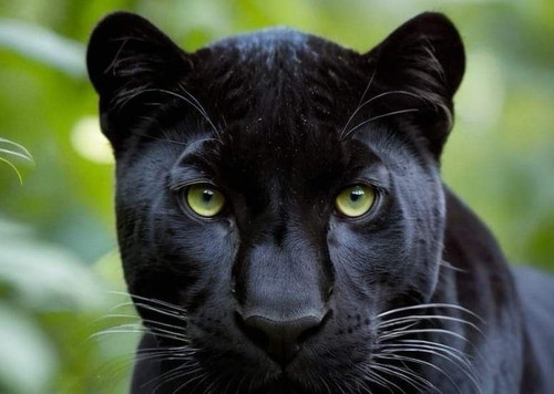 G se qcbQAMuJdL?format=jpg.jpg