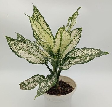 green line aglaonema snow white.jpg