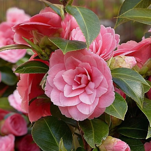 61GLTIwqMnL. AC UF1000,1000 QL80.jpg