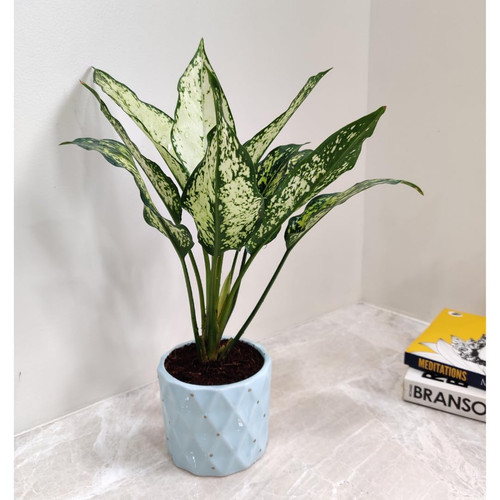 61SR2NkOWYL. SL1080 .jpg