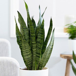 yes perennial yes snack plant fo.jpg