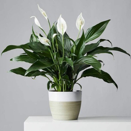 no perennial yes peace lily flow.jpg