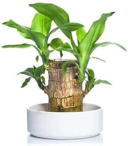 1 brazilian good luck plant frit.jpg