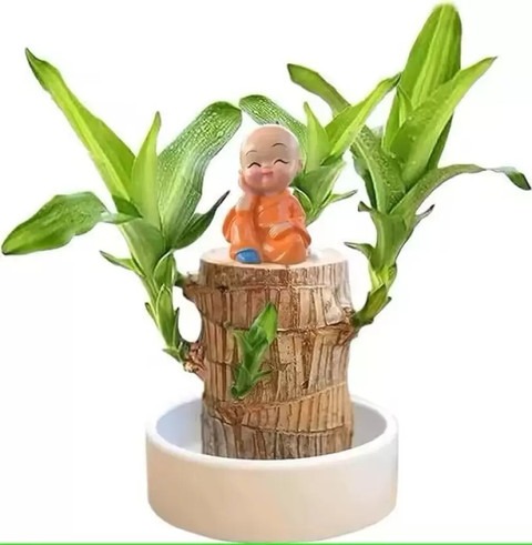 yes annual no brazilian bamboo l.jpg