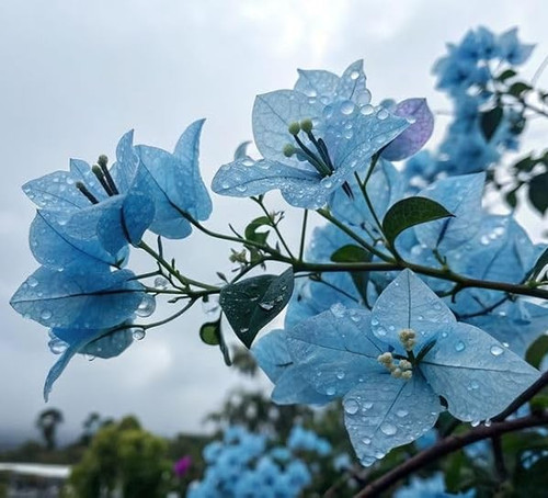 51XK4uHMkeL. SX679 .jpg