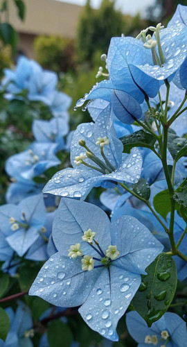 71qL46BsHOL. SL1472 .jpg