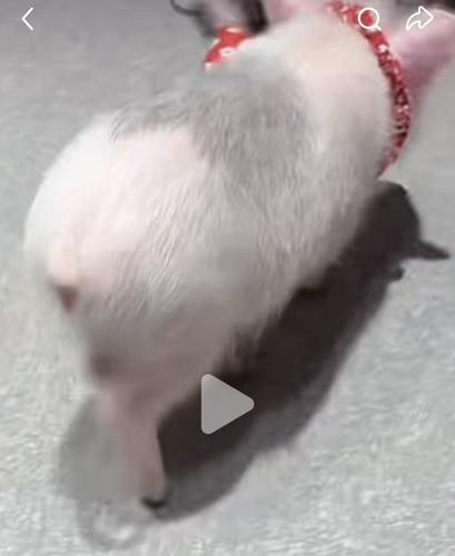 Screenshot 20260116 152915 com.xingin.xhs.png