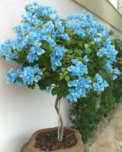 618C7a2k15L. SL1024 .jpg