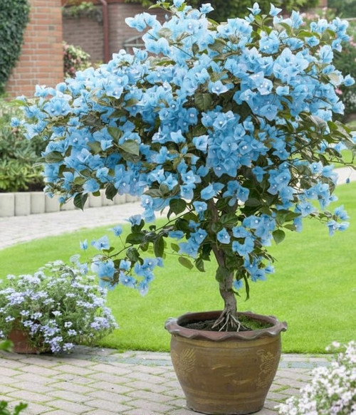 61TPcnWeRSL. SL1024 .jpg