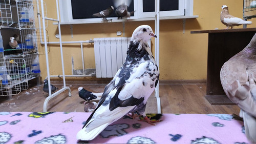 G vJFXjasAAPLOt?format=jpg.jpg