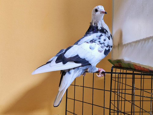 G vJFQVXgAEP5H9?format=jpg.jpg