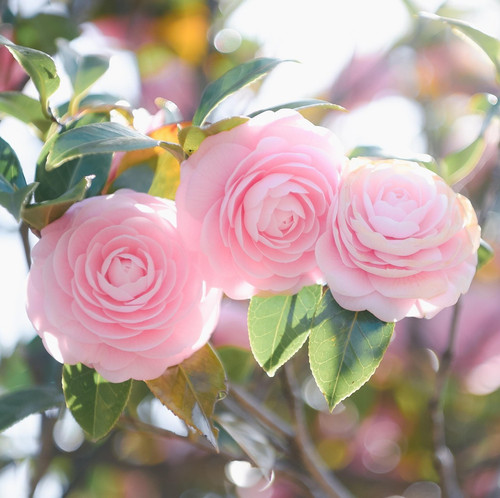 flowers 7113730 1920.jpg