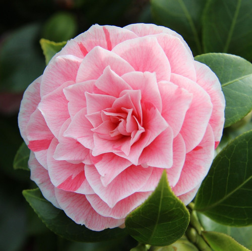 camellia 1303226 1920.jpg