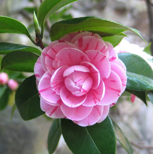 camellia 775873 1920.jpg